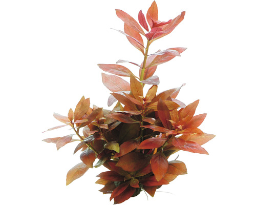 Vodná rastlina s červenkastými listami do akvárií