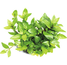 Vodná rastlina so zelenými listami