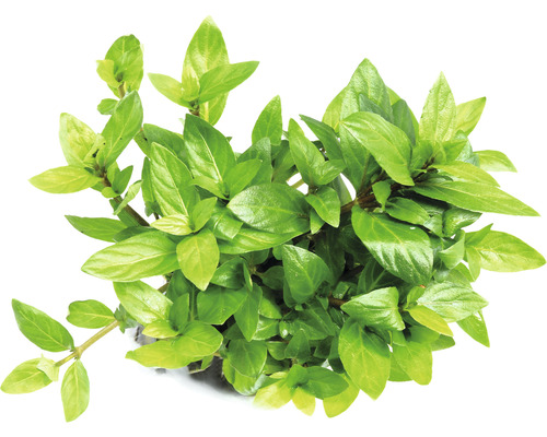 Vodná rastlina so zelenými listami