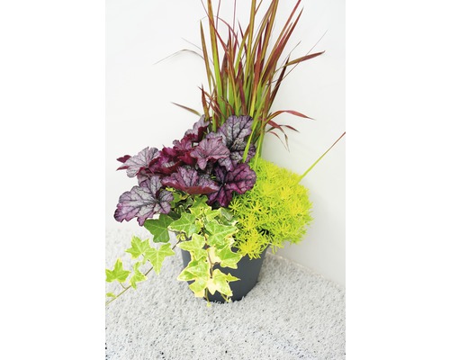 Kvetináč s heucherou, ostricou, rozchodníkom a brečtanom