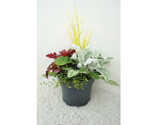 Kvetinové aranžmán v kvetináči s okrasnými trávami, starčekom a pôdopokryvnou rastlinou