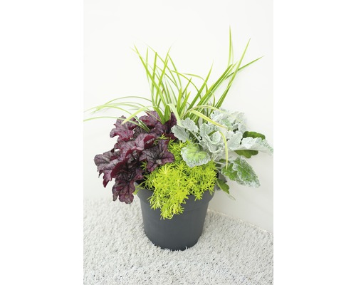 Kvetinové aranžmán s Heucherou, starčekom prímorským a zelenými rastlinami v kvetináči