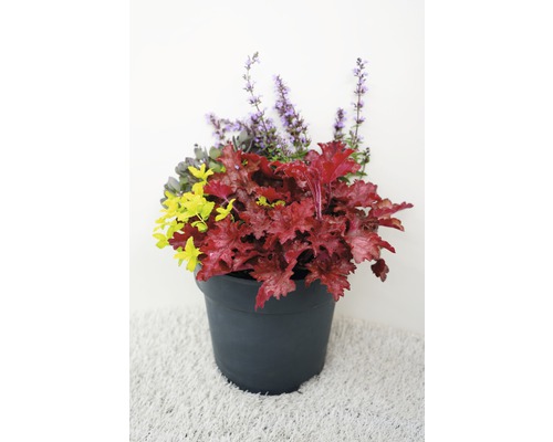 Kvetinové aranžmán so čemerici, šalviou a okrasným kríkom v kvetináči