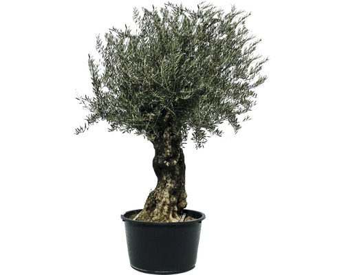 Olivovník európsky 'bonsai' FloraSelf Olea europea výška 160-180 cm kvetináč 90 l