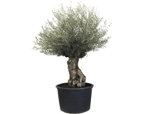 Olivovník v kvetináči