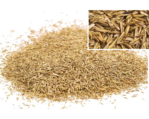 Trávne semená detailný záber