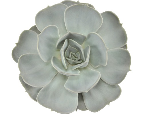 Echevéria Echeveria lilacina výška 14-17 cm kvetináč Ø 12 cm