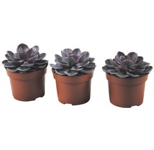 Tri rastliny Echeveria v kvetináčoch