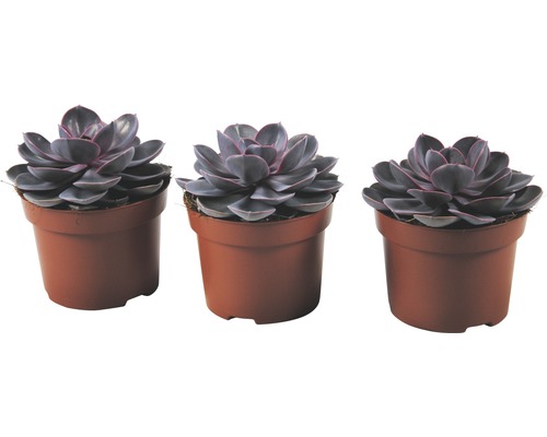 Echevéria Echeveria x hybrid 'Purple Pearl' výška 14-20 cm kvetináč Ø 12 cm 1 ks Tri rastliny Echeveria v kvetináčoch