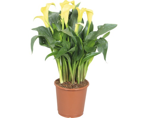 Kala, kornútica FloraSelf Zantedeschia 'Sunclub' 40-45 cm kvetináč Ø 13 cm žltá