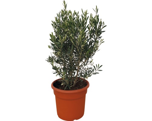 Olivovník európsky FloraSelf Olea europaea 90-110 cm kvetináč Ø 35 cm