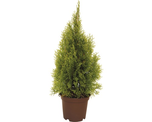 Tuja západná FloraSelf Thuja occidentalis 'Golden Smaragd' výška 40-60 cm kvetináč 3 l mini vianočný stromček vhodný na výsadbu