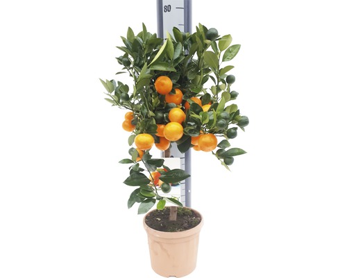 Citrus kalamondin FloraSelf Citrus calamondin 60-70 cm kvetináč Ø 19 cm