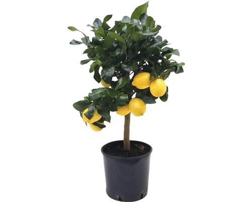 Citrónovník FloraSelf Citrus kultivar 'Limon' 65 cm kvetináč Ø 21 cm