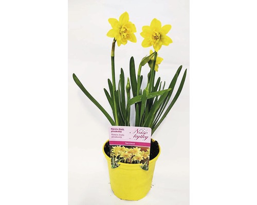 Narcis plnokvetý kvetináč Ø 12 cm