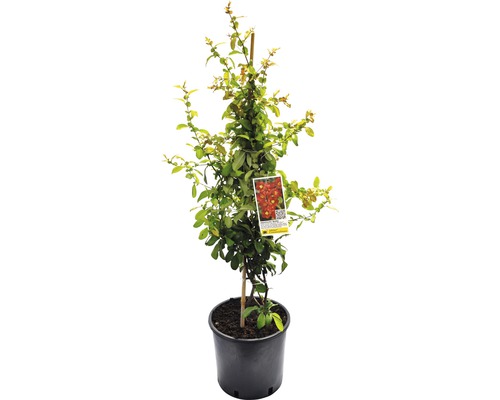 Dulovec FloraSelf Chaenomeles speciosa 'Hot Fire' výška 60-80 cm kvetináč 5 l