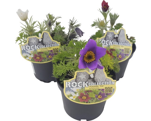 Poniklec ROCKCollection FloraSelf Pulsatilla vulgaris 10-20 cm kvetináč Ø 13 cm