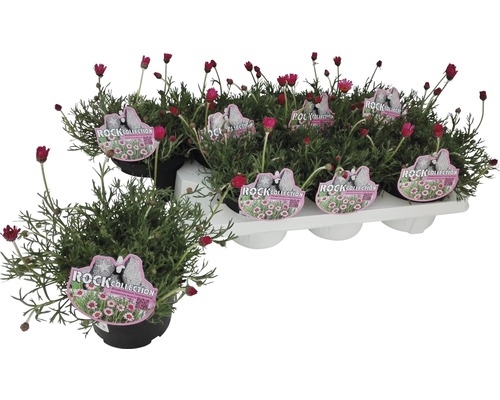 Sedmokráska marocká Rhodanthemum hosmariense kvetináč Ø 13 cm 1 ks, rôzne druhy Sedmokrásky Rock Collection v kvetináčoch