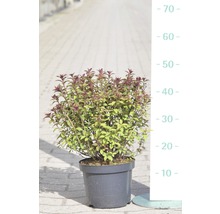 Kvetináč s rastlinou mäty piepornej, vysoký približne 40 centimetrov