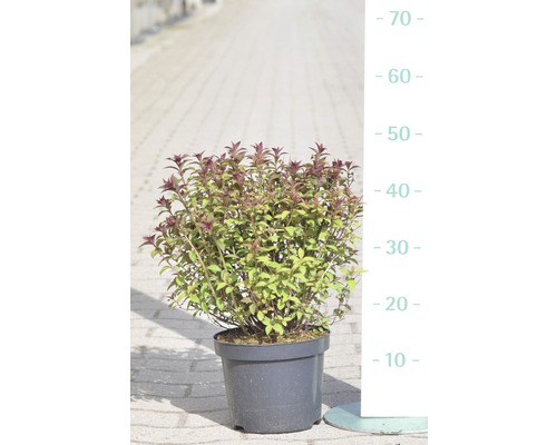 Tavoľník japonský FloraSelf Spiraea japonica 'Superstar' výška 30-40 cm kvetináč 4 l