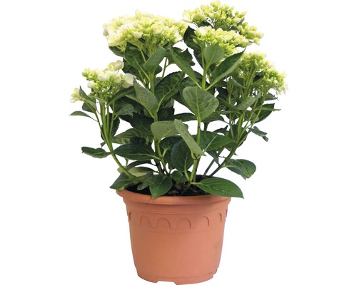 Hortenzia Hydrangea macrophylla 'Hovaria ® Holibel' (S) výška 30-40 cm kvetináč 4,6 l