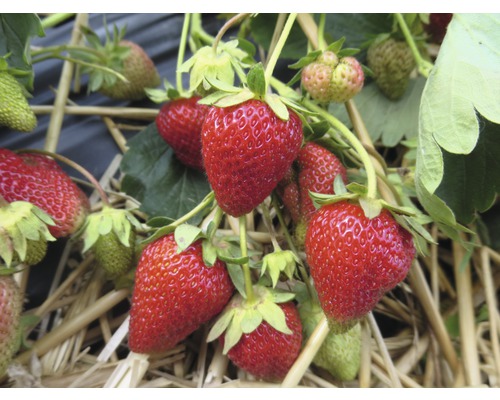 Detailný záber zrelých a nezrelých jahôd na slame