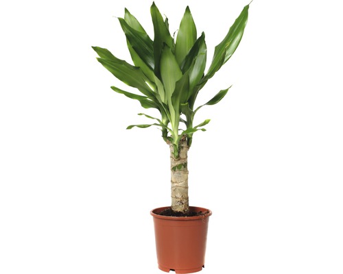Dracena FloraSelf Dracaena fragrans 'Steudneri Green' 40-50 cm kvetináč Ø 11 cm Izbová rastlina Dracéna v kvetináči