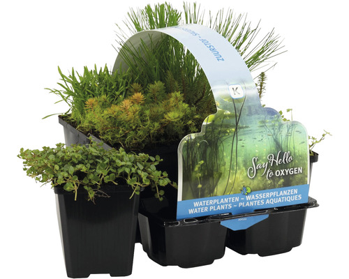 Vodné rastliny set 6 ks FloraSelf Oxygen Plant Six Pack pre bahennú zónu kvetináč Ø 9 cm