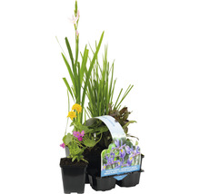 Vodné rastliny kvitnúce set 6 ks FloraSelf pre okraj jazierka kvetináč Ø 9 cm
