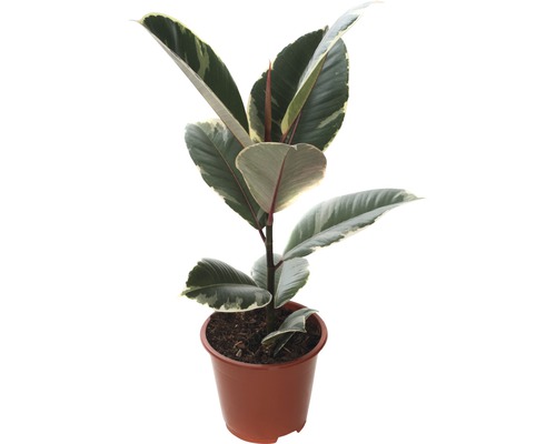 Figovník kaučukový mix FloraSelf Ficus elastica výška cca 30 cm kvetináč Ø 14 cm 1 ks, rôzne druhy