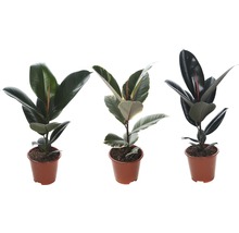 Tri rastliny Ficus Elastica v kvetináčoch