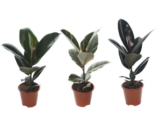 Tri rastliny Ficus Elastica v kvetináčoch