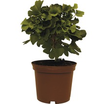 Ginkgo strom v kvetináči do záhrady