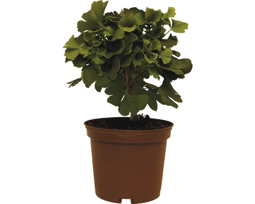 Jinan dvojlaločný FloraSelf Ginkgo biloba 'Mariken' výška 20-25 cm kvetináč 3,5 l