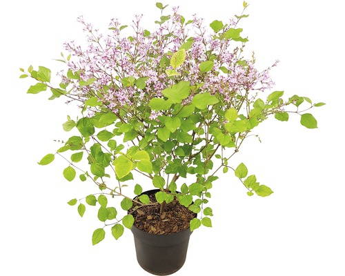 Orgován zakrpatený FloraSelf Syringa kultivar 'Bloomerang Dark Purple' 40-50 cm kvetináč 3 l