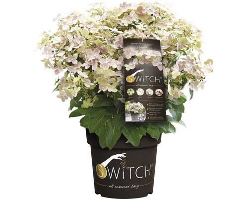 Hortenzia latnatá FloraSelf Hydranga paniculata 'Switch Ophelia' výška 30-50 cm kvetináč 3 l