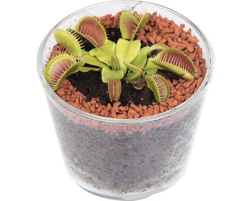 Mäsožravá rastlina FloraSelf Dionaea muscipula & Drosera capensis výška 10-20 cm kvetináč Ø 12 cm