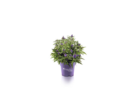 Budleja Dávidova, letný orgován FloraSelf Buddleja davidii POQUITO® Holly výška cca 40 cm kvetináč 4,5 l