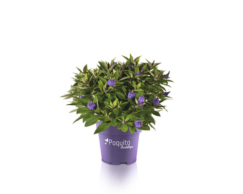 Budleja Dávidova, letný orgován fialový FloraSelf Buddleja davidii POQUITO ® cca 40 cm kvetináč 4,5 l