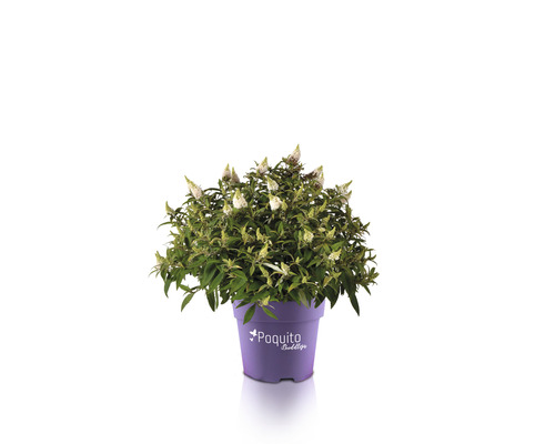 Budleja Dávidova, letný orgován fialový FloraSelf Buddleja davidii POQUITO® White V cca 40 cm kvetináč 4,5 l