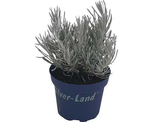 Starček striebristý v kvetináči