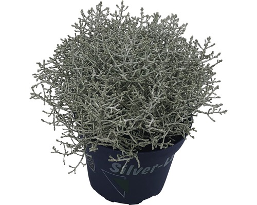 Starček strieborný rastlina v kvetináči