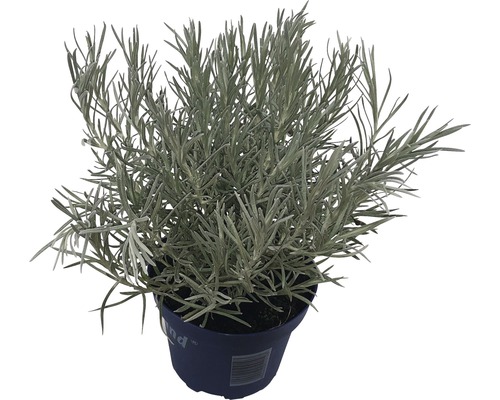 Kvetináč s kari rastlinou