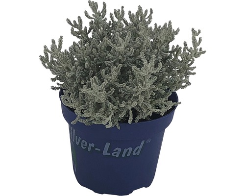 Starček strieborný v modrom kvetináči