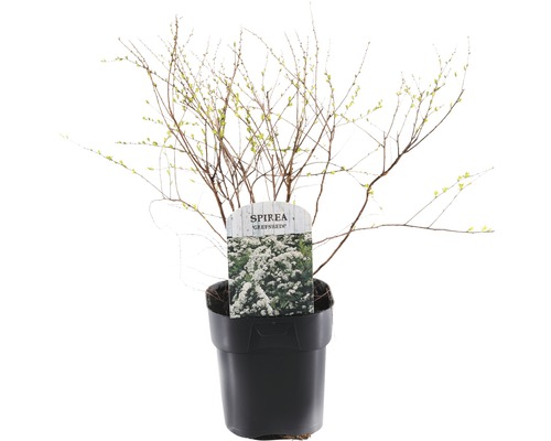 Tavoľník sivý FloraSelf Spiraea cinerea 'Grefsheim' kvetináč 2 l