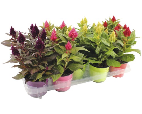 Plamenník FloraSelf Celosia kultivar 'Kelos' Ø 12 cm 1 ks, rôzne druhy