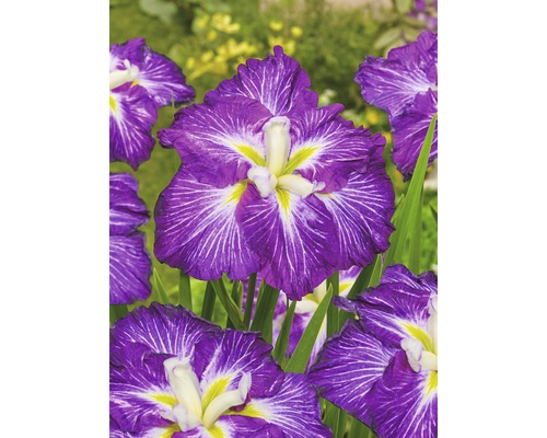 Kosatec Kaempferov Dinner Plate FloraSelf Iris ensata Dinner Plate 'Jell-O' kvetináč Ø 11 cm Kosatec Kaempferov Dinner Plate FloraSelf Iris ensata Dinner Plate 'Jell-O' kvetináč Ø 11 cm