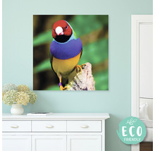 Dekoratívne plátno s motívom Gouldian Finch na dekoráciu stien