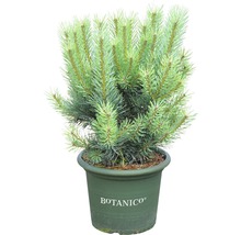 Borovica lesná Botanico Pinus sylvestris 'Watereri' výška 50-60 cm kvetináč 10 l