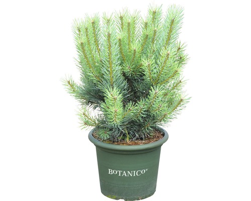 Borovica lesná Botanico Pinus sylvestris 'Watereri' výška 50-60 cm kvetináč 10 l Borovica v kvetináči s logom Botanico
